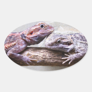 Sticker Bartagamen