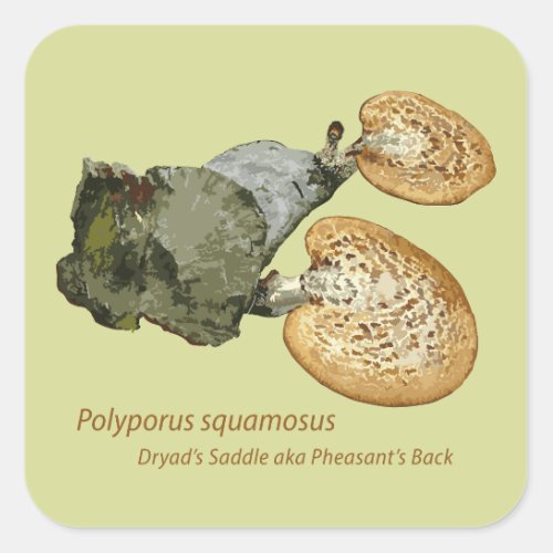 Sticker Dryads Saddle Polyporus squamosus