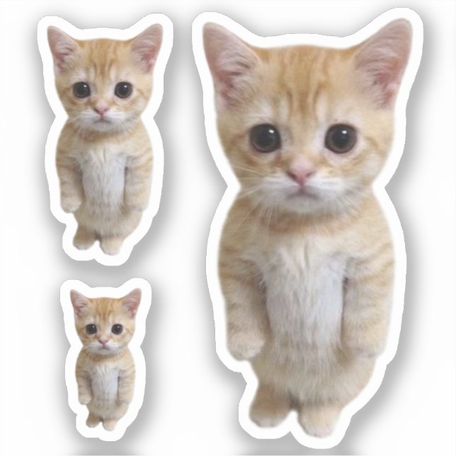 Sticker El Gato Cat Meme 3 Pack (Front)