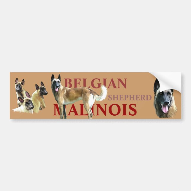 sticker for car belgian shepherd malinois (Front)