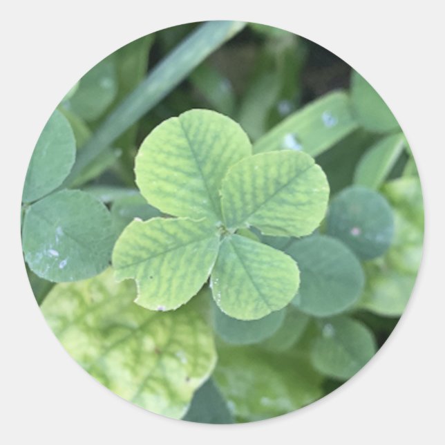 Sticker four leaf clover (Front)