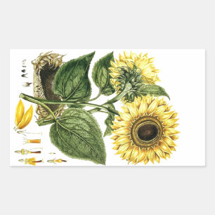 Sticker Heirloom Sunflower Botanical Floral Flower