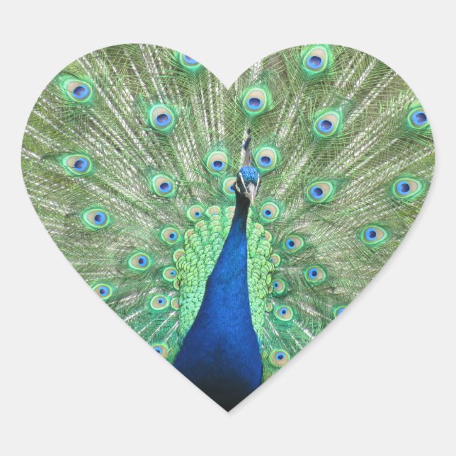 Sticker (hrt) - Peacock (Front)