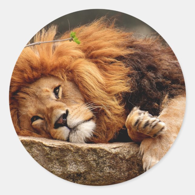 Sticker lion (Front)
