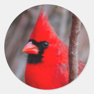 Sticker, male Cardinal red bird, "Chipper's smile" Classic Round Sticker