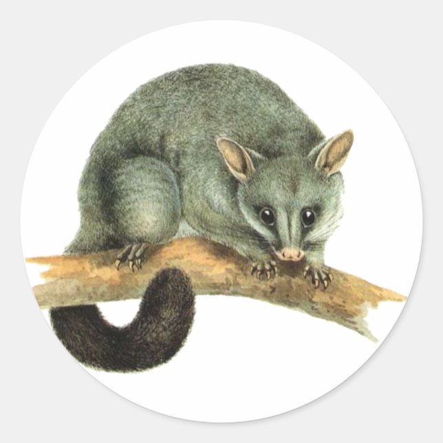 Sticker Sheets - cooroy possum (Front)