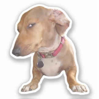 Sticker Side Eye Dog Meme