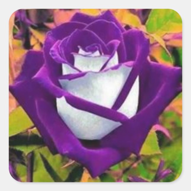Sticker with a purple and white rose (Front)