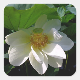 Sticker with delicate white Lotus Flower