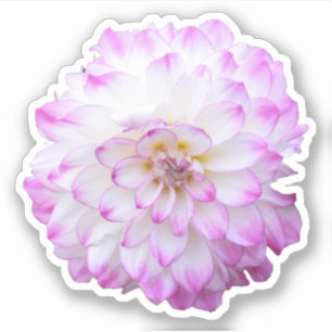 Sticker with pink and white dahlia