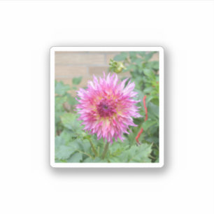 Sticker with pink dahlia