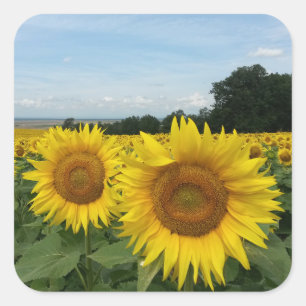 Sticker with Sunflower field