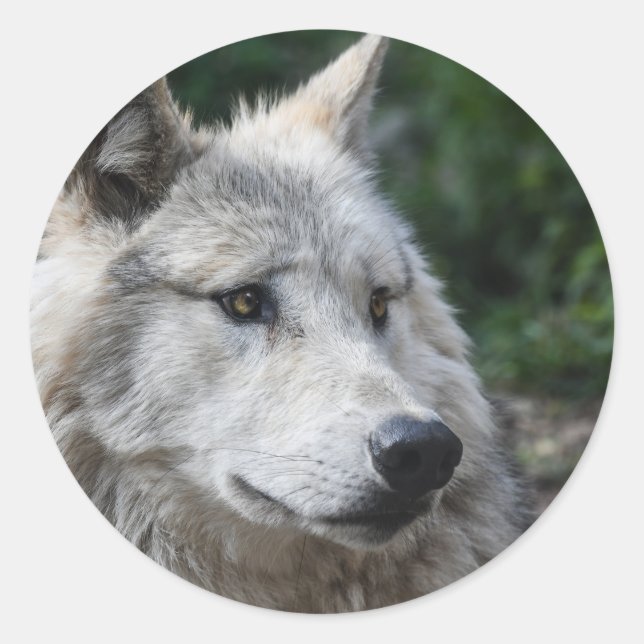 Sticker wolf (Front)
