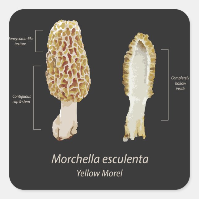 Sticker Yellow Morel Morchella esculenta (Front)
