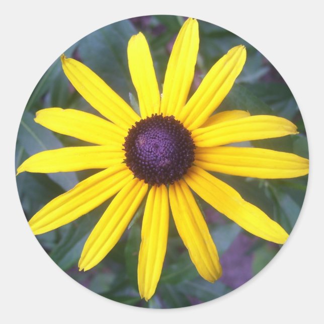 Stickers - Black-Eyed Susan (Front)