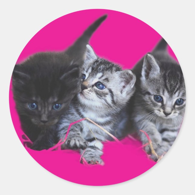 Stickers cat lovers (Front)