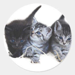 Stickers cat lovers