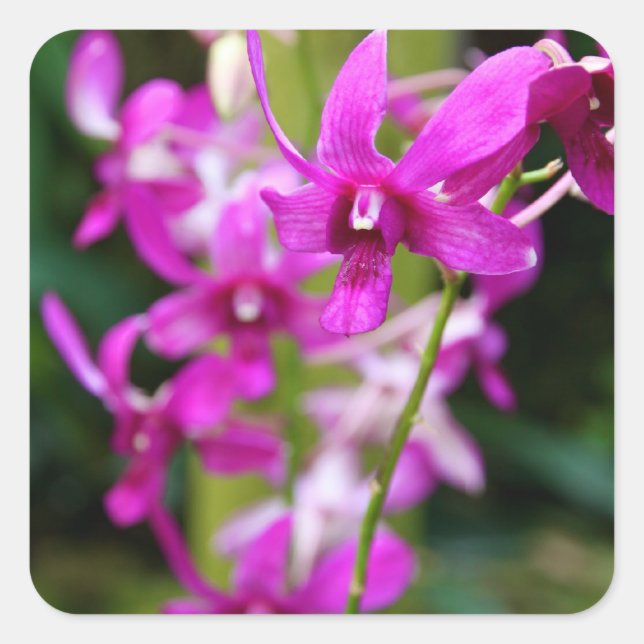 Stickers - Cooktown Orchid (Front)