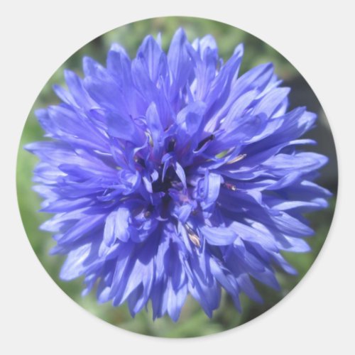 Stickers _ Cornflower Blue Bachelors Button