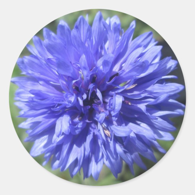 Stickers - Cornflower Blue Bachelor's Button (Front)