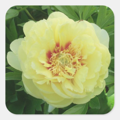 STICKERS Garden Lovely Bartzella Yellow Peony Phot