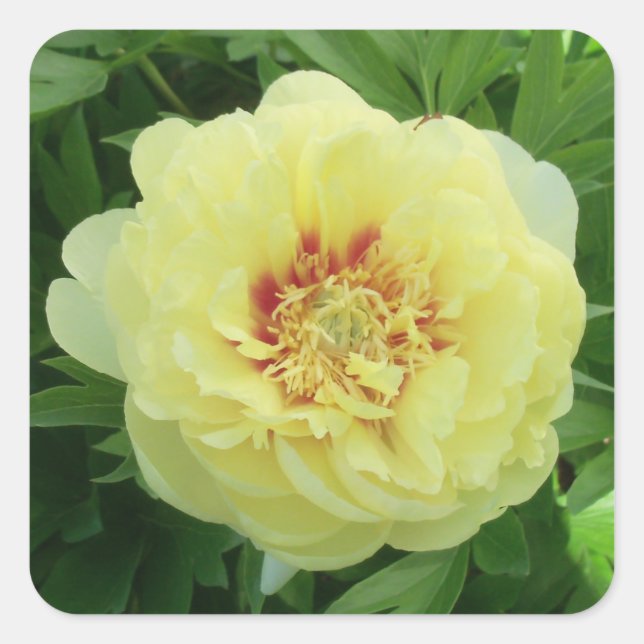 STICKERS Garden Lovely Bartzella Yellow Peony Phot (Front)