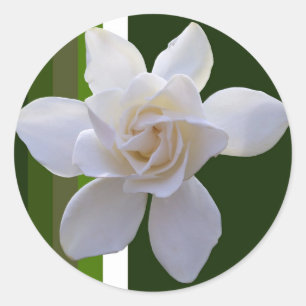 Stickers - Gardenia on Stripes