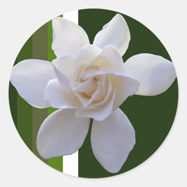 Stickers - Gardenia on Stripes (Front)
