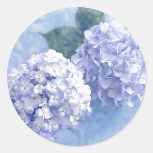 Stickers-Hydrangea Flowers Classic Round Sticker (Front)