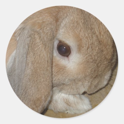 Stickers _ Lop Eared Dwarf Rabbit