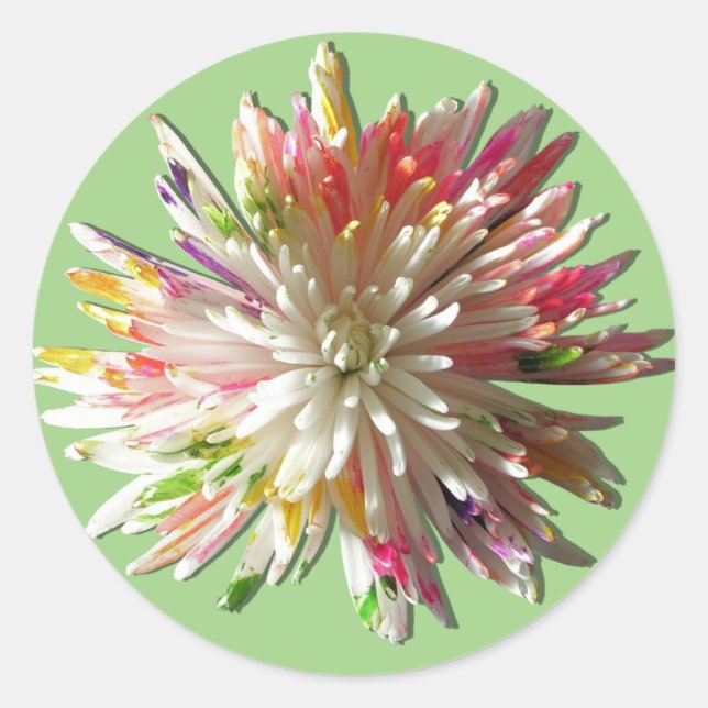 Stickers - Painted White Spider Mum (Front)