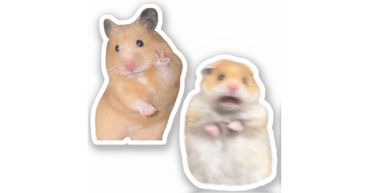 Scared hamster meme: Where did it actually come from and is it real?