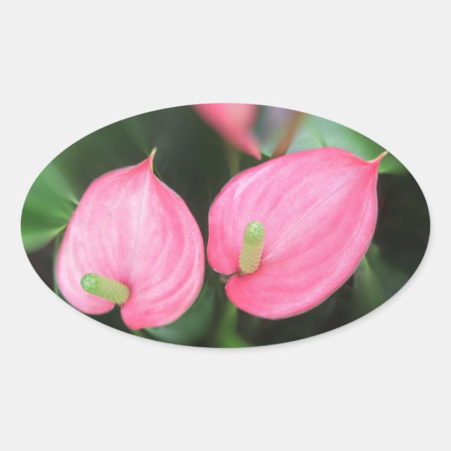 Stickers - Pink Anthurium Twins (Front)