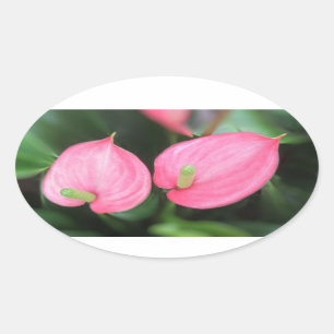 Stickers - Pink Anthurium Twins