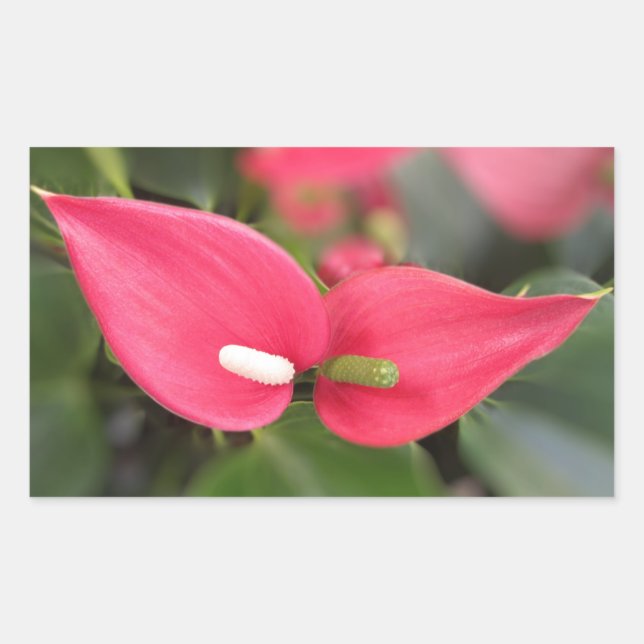 Stickers - Red Anthurium Twins (Front)