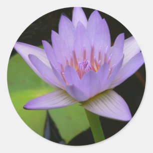 Stickers, Soft Lavender Water Lily Classic Round Sticker