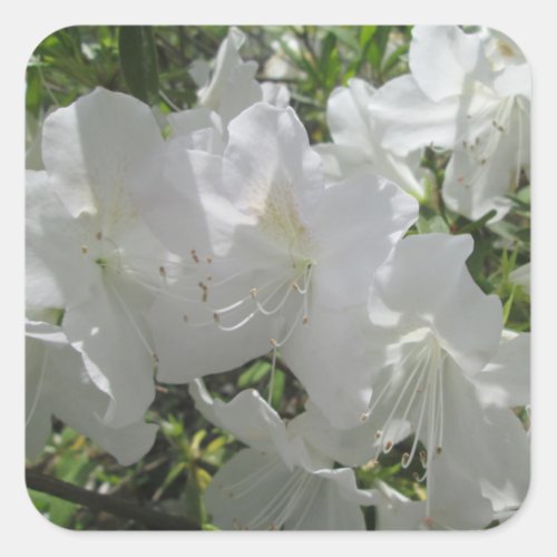 Stickers _ White Azaleas