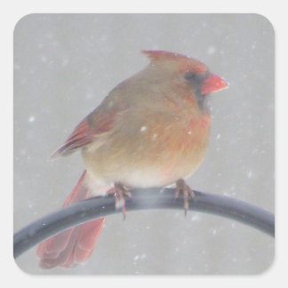 STICKERS WITH CARDINAL