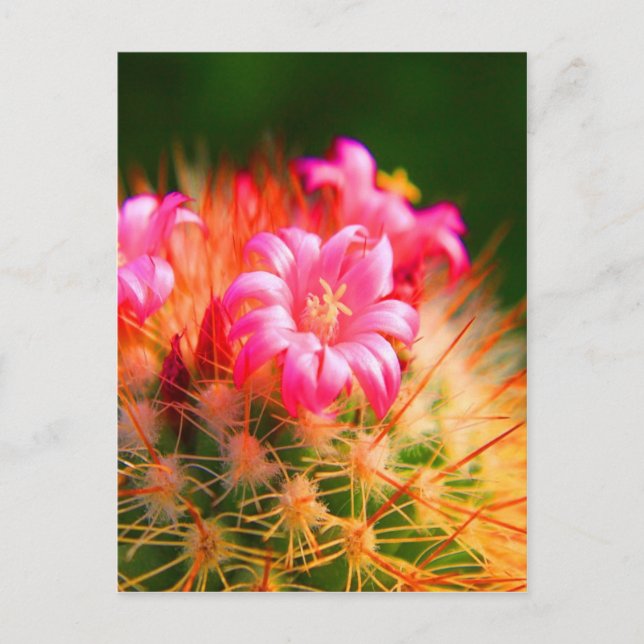 Sticky Beauty Cacti Cactus flower Postcard (Front)