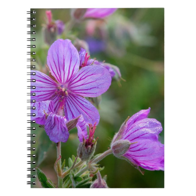 Sticky geranium wildflowers notebook (Front)