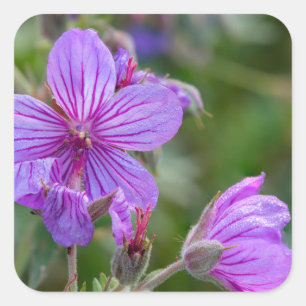 Sticky geranium wildflowers square sticker