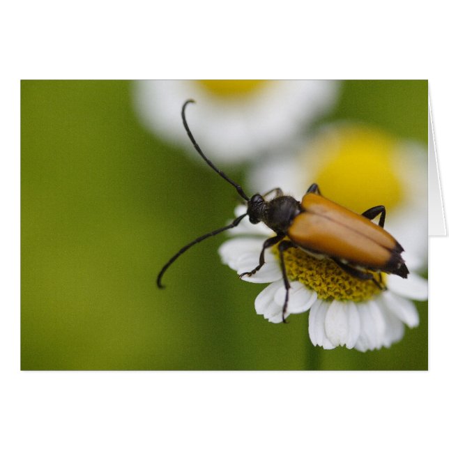 Stictoleptura rubra cards (Front Horizontal)