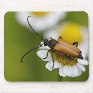 Stictoleptura rubra mouse pad