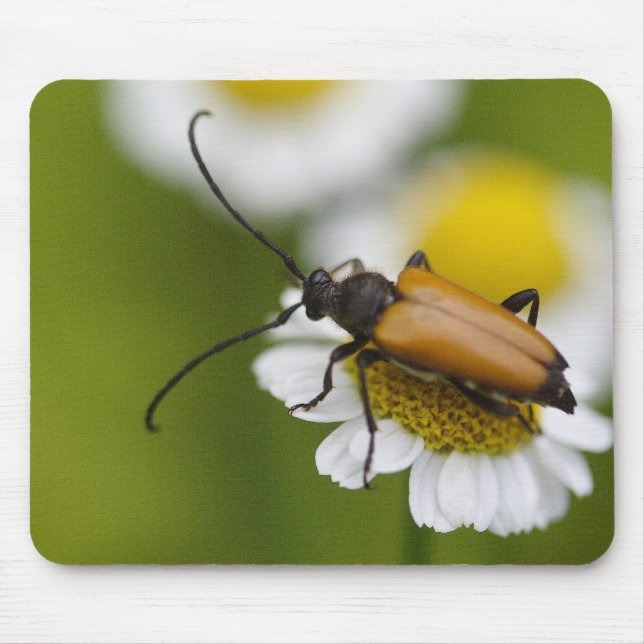 Stictoleptura rubra mouse pad (Front)