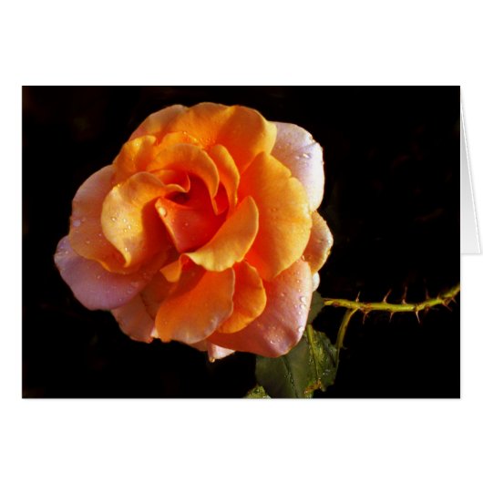 Still A Rose Cards (Front Horizontal)