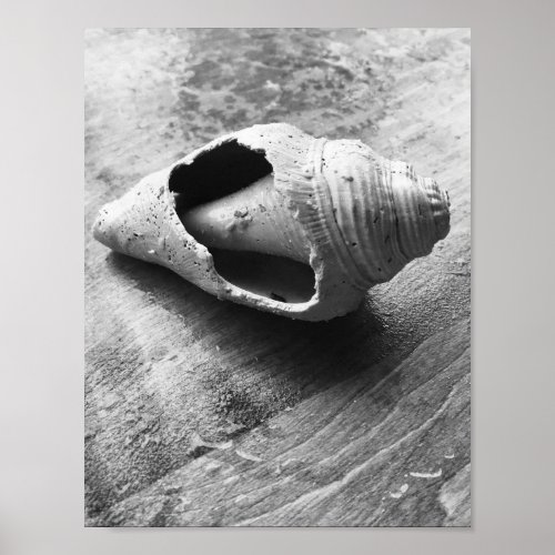 Still Beautiful Weathered Seashell Black  White  Poster