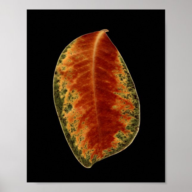 Still Life Leaf Fine Art Photograph Poster (Front)