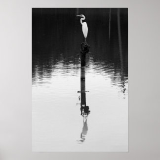 Still Reflection Poster