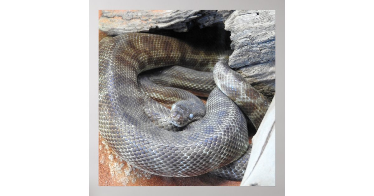 Stimson's Python Poster | Zazzle