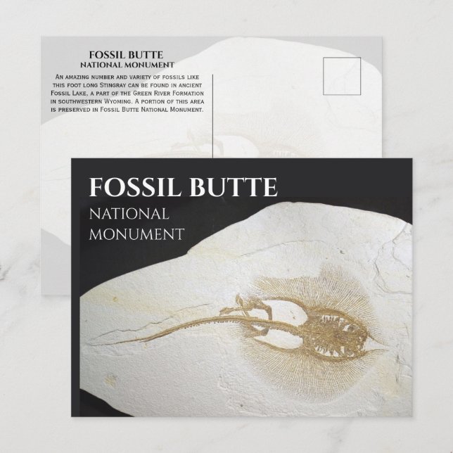 Sting Ray Fossil, Fossil Butte National Monument Postcard (Front/Back)